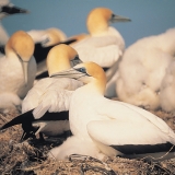 Gannets with their chicks