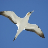 Gannet in flight over Farewell Spit
