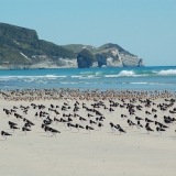 South Island Pied Oyster Catchers on Farewell Spit