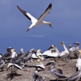 Gannet chicks