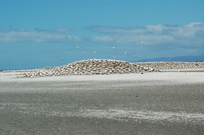 Gannet Colony