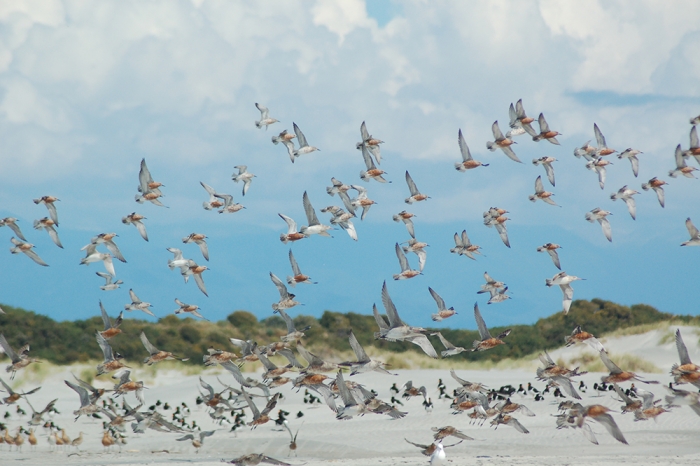 wader watch image