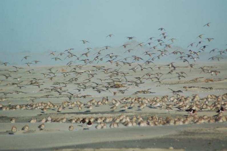 ResizedImage600399 godwits