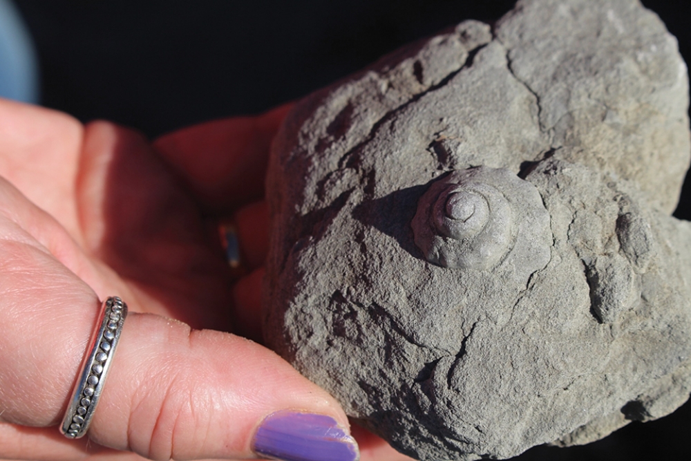 Fossil Point, Golden Bay NZ