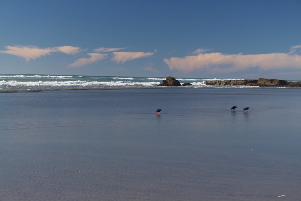 Fossil Point, Golden Bay NZ