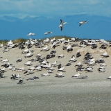 Gannets roosting at the end of Farewell Spit