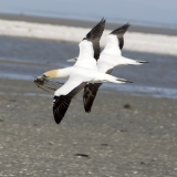 Gannets collecting nesting material