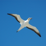 Gannet in flight