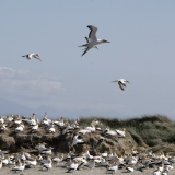 Gannets roosting