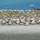 Nesting on the shell banks