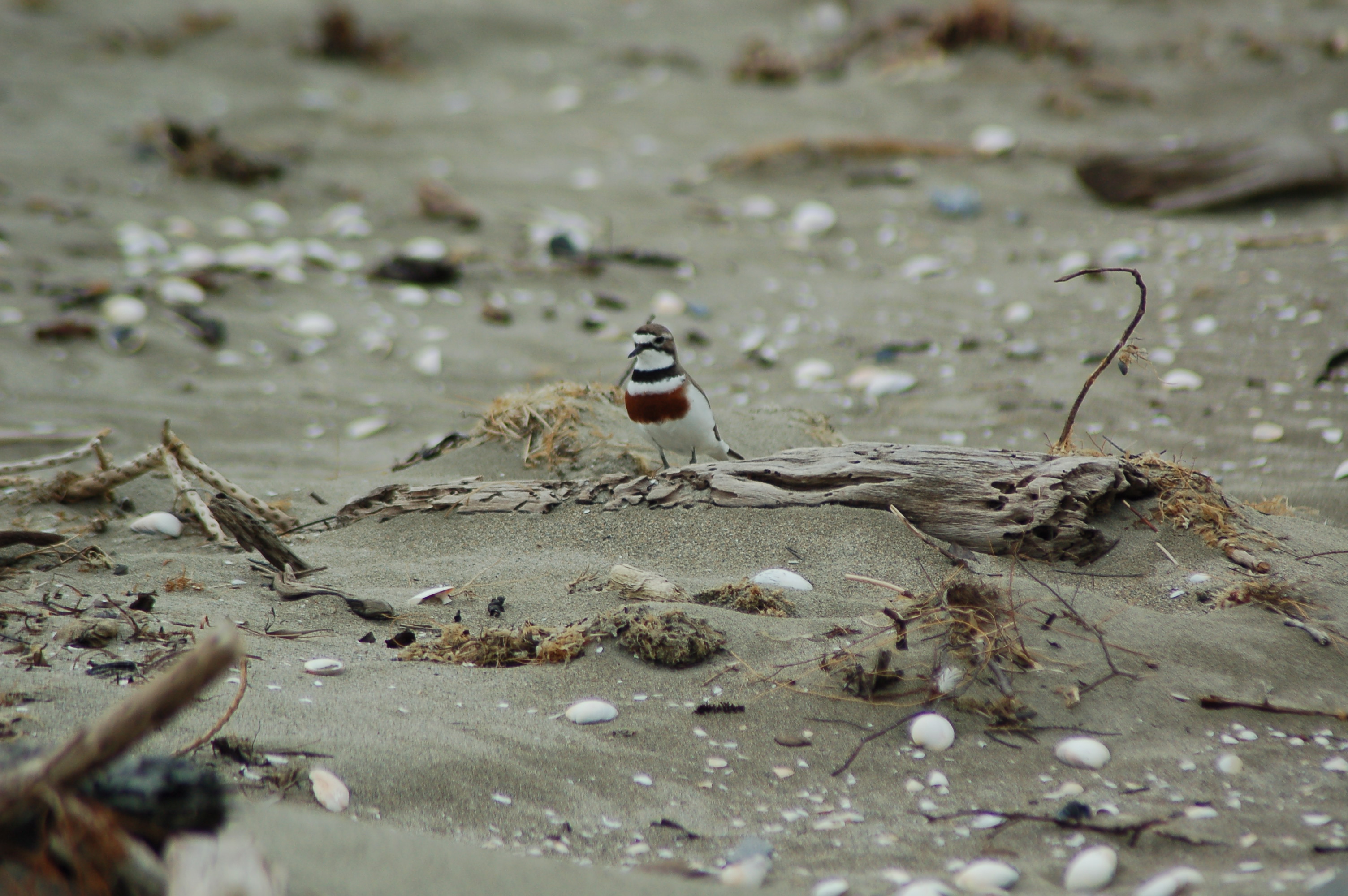 Farewell Spit Wader Watch Area
