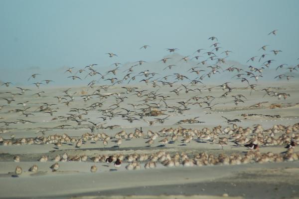 Farewell Spit Wader Watch Area