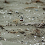 Fossicking Dotterel