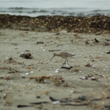 Sandpiper