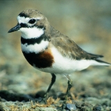 Dotterel