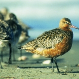 Godwits