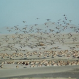 ResizedImage600399 godwits