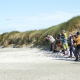 Watching the Wader Watchers!