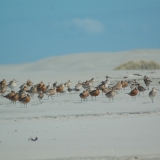 Godwits