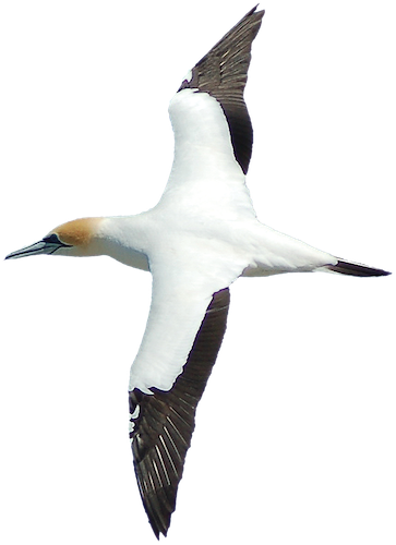 Farewell Spit Tours - Gannet